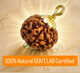 7 Mukhi Original Rudraksha - 100% Original