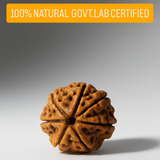 7 Mukhi Original Rudraksha - 100% Original